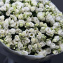 101 белая эустома фото 3